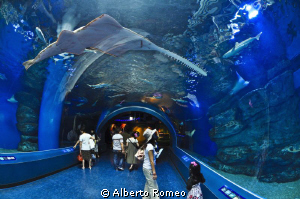 Big sawfish  in Tokyo aquarium
 by Alberto Romeo 